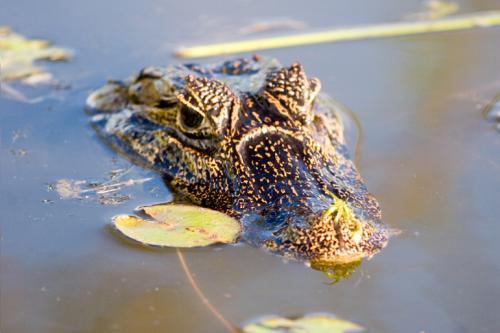 happy snapper!!