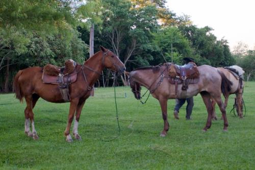 gaucho horses