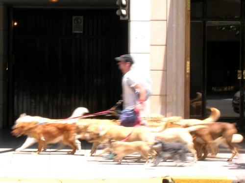 professional dog walker