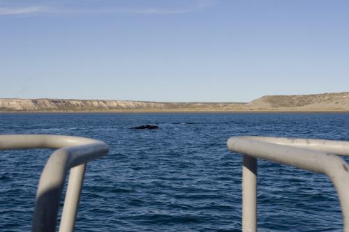 first whale sighting