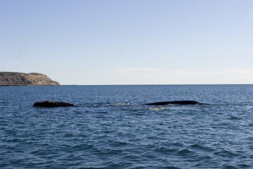 Southern Right Whale