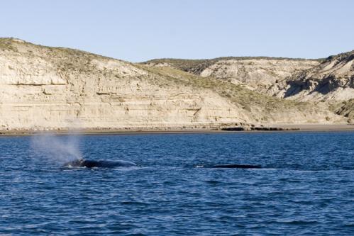 blow hole breathing