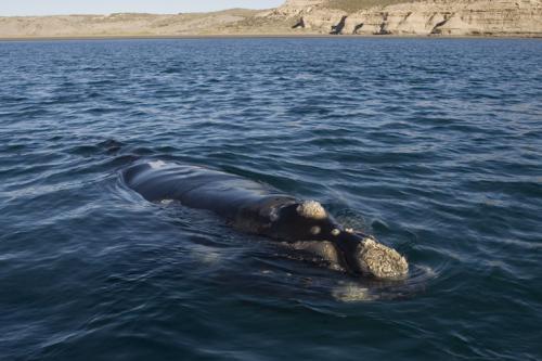 South Right Whale Calf