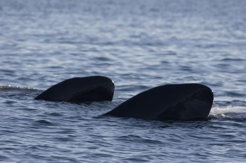 Mum's flippers