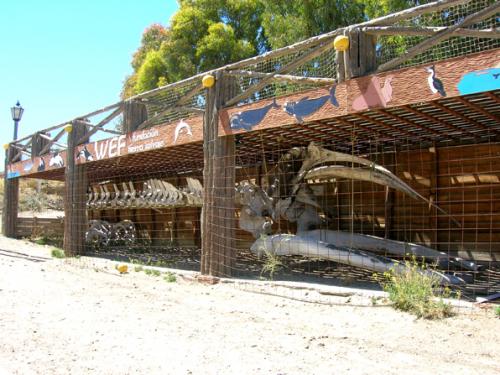 Right Whale skeleton