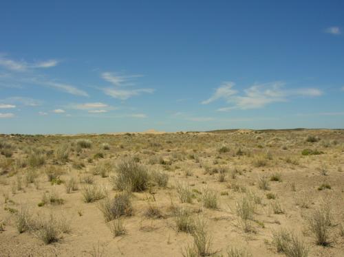 peninsula scrubland