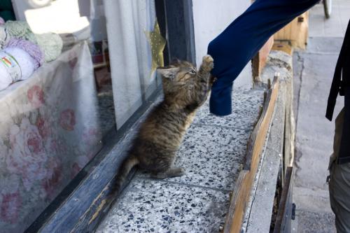 cute kitty