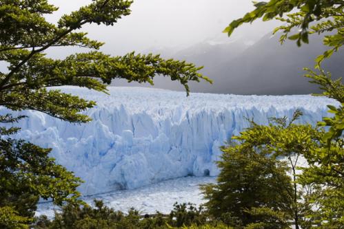 trees and ice