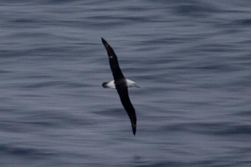 Black browed Albatross
