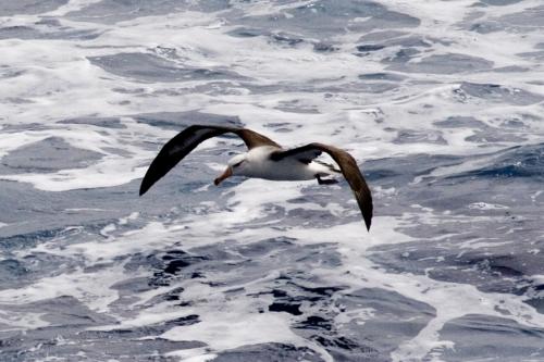 Wandering Albatross