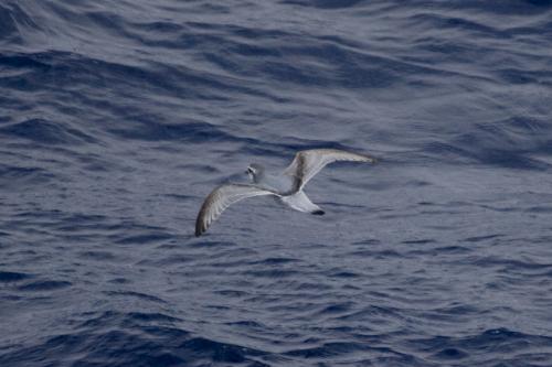 Broad billed Prion