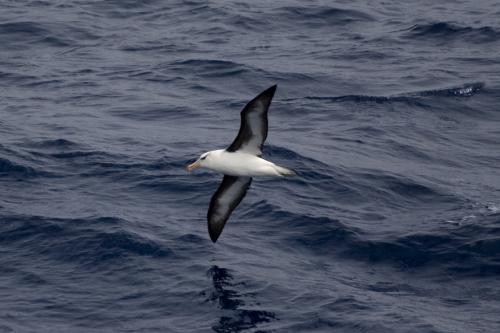 another Wandering Albatross
