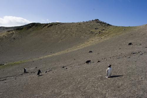 a Gentoo