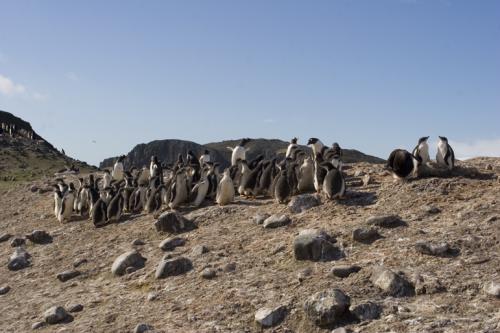 Gentoo creche