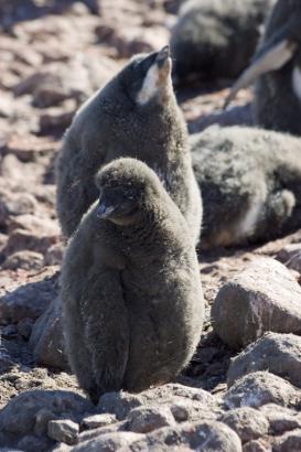 fluffy chicks