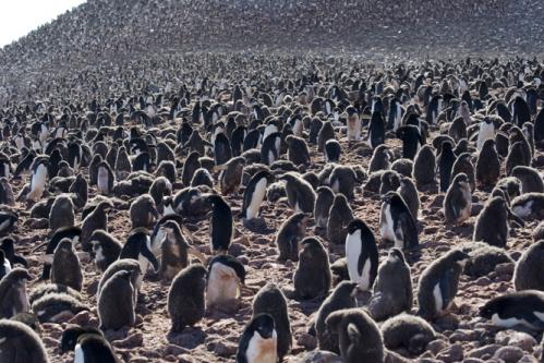 how many penguins?