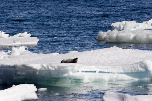 Weddell seal