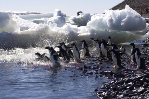 off for a dip