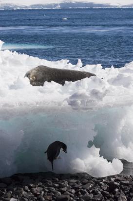penguin and seal
