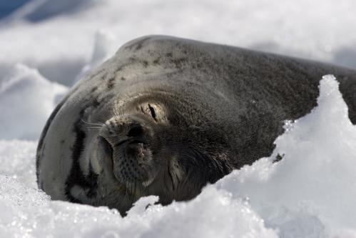 a Weddell seal