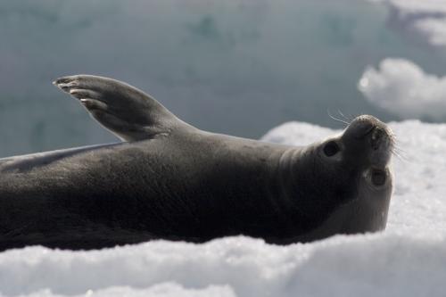 cute baby seal