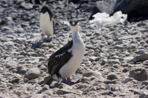 Blue eyed Shag