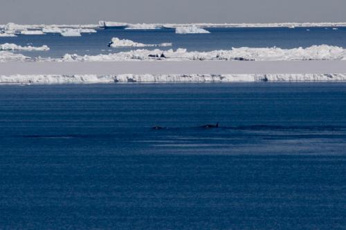 pod of Orca - Killer Whales