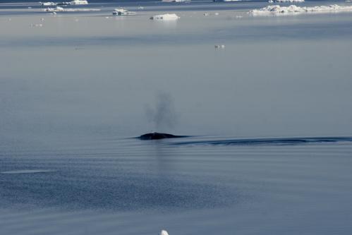 Minke Whale