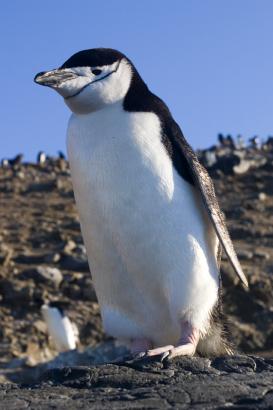 a little Chinstrap