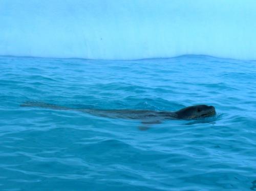 swimming Leopard seal