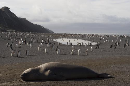 seal & Chinstraps