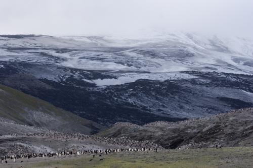 so many Penguins!!