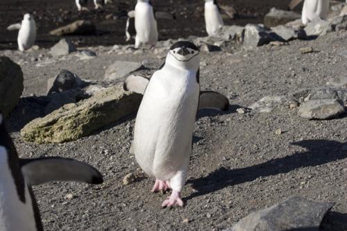 waddling along