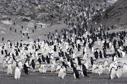 Penguin superhighway!!