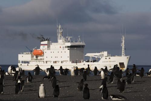 penguins & Maryshev