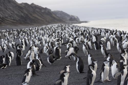 Costa del Penguino!!