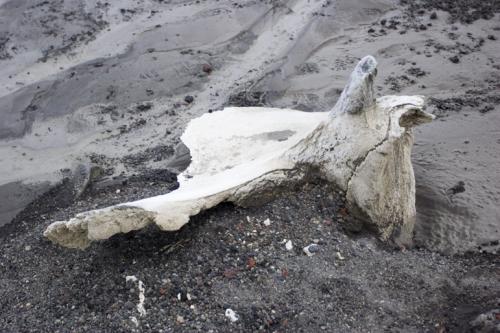 Whale bone