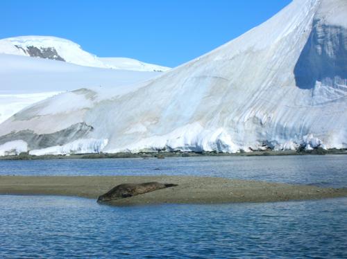 Weddell Seal