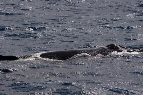 humpback Whale
