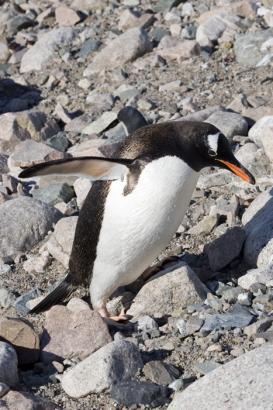 cutie Gentoo!!