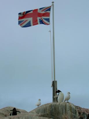 a very British penguin