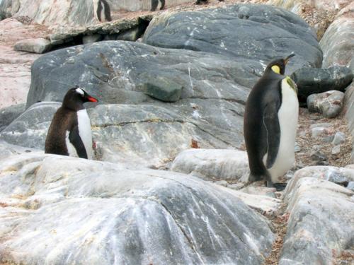 Gentoo & King penguin