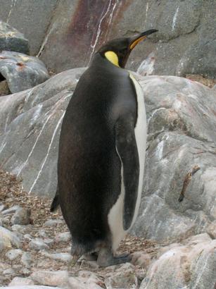 solitary King penguin