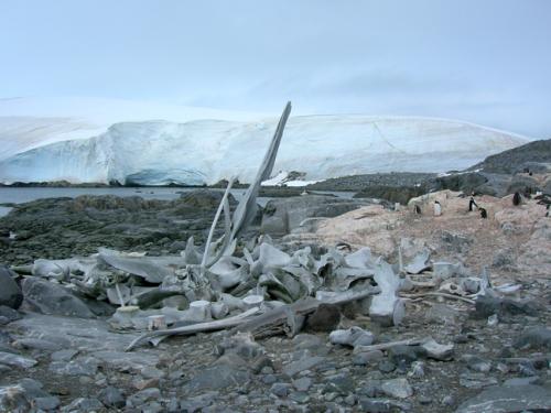 Whale bones