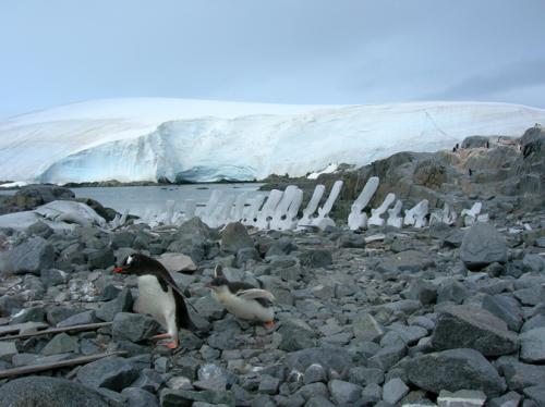 Gentoo & Fin Whale bones