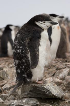 in full moult