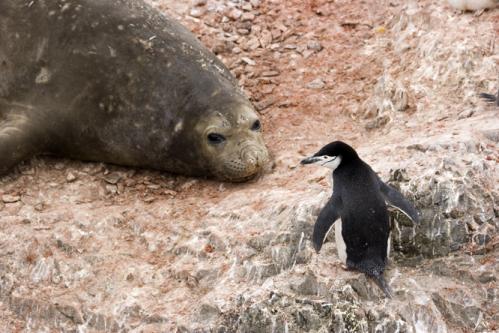 Elephant seal & Chinstrap