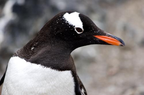 close up Gentoo