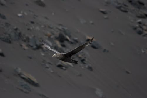 Giant Petrel