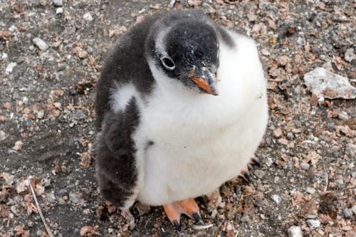 Gentoo chick